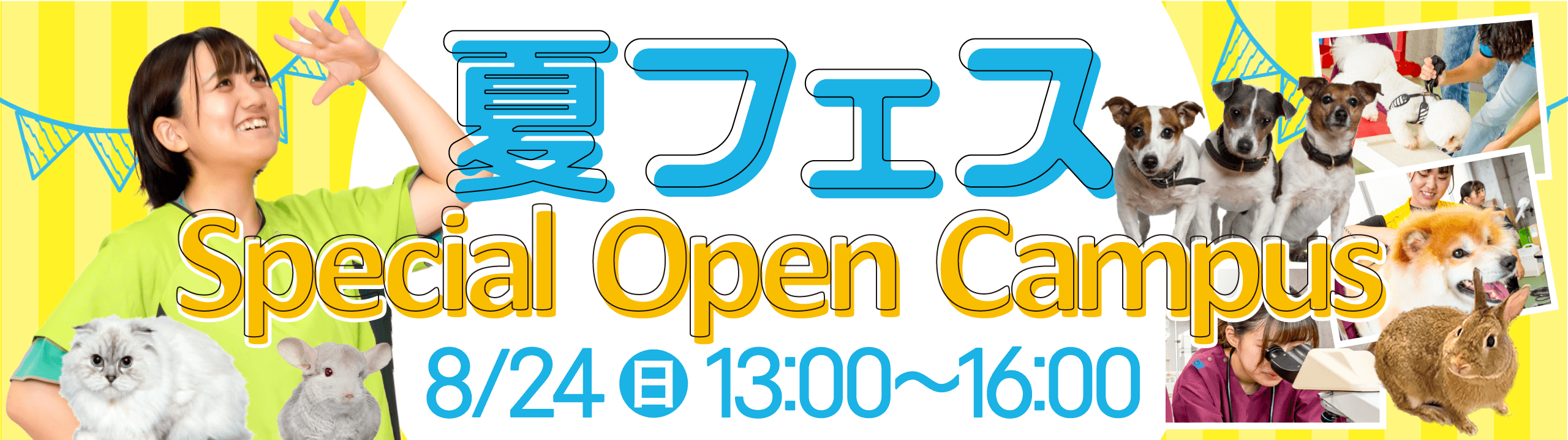 夏フェス